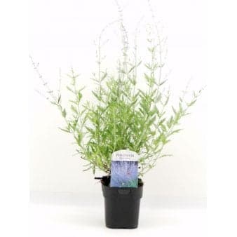 Se 6 stk. Russisk Salvie Potte 2,0 liter,- 30-40 cm. ❤ Stort online udvalg i Plantetorvet ❤ Hurtig levering: 1 - 2 Hverdage samt billig fragt - Varenummer: PTT-58588 og barcode / Ean: på lager - Udsalg på Prydbuske > Russisk Salvie Spar op til 67% - Over 424 kendte brands på udsalg