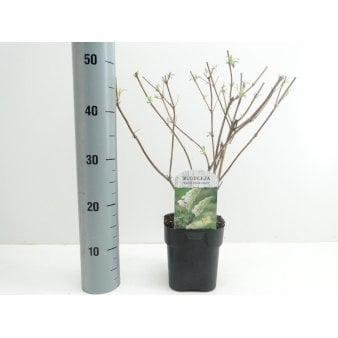 Se 6 stk. Sommerfuglebusk 'White Profusion' Potte 2,0 liter,- 30-40 cm. ❤ Stort online udvalg i Plantetorvet ❤ Hurtig levering: 1 - 2 Hverdage samt billig fragt - Varenummer: PTT-91294 og barcode / Ean: på lager - Udsalg på Prydbuske > Sommerfuglebusk Spar op til 52% - Over 424 kendte brands på udsalg