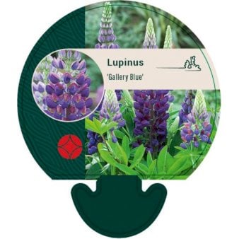 Se Staudelupin ❤ Stort online udvalg i Plantetorvet ❤ Hurtig levering: 1 - 2 Hverdage samt billig fragt - Varenummer: PTT-92883 og barcode / Ean: på lager - Udsalg på Stauder > Lupin Spar op til 55% - Over 412 kendte brands på udsalg