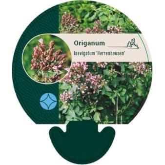 Se Pryd Merian ❤ Stort online udvalg i Plantetorvet ❤ Hurtig levering: 1 - 2 Hverdage samt billig fragt - Varenummer: PTT-92498 og barcode / Ean: på lager - Udsalg på Stauder > Oregano Spar op til 67% - Over 785 kendte brands på udsalg
