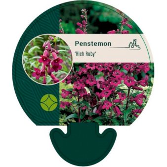 Se Rørblomst ❤ Stort online udvalg i Plantetorvet ❤ Hurtig levering: 1 - 2 Hverdage samt billig fragt - Varenummer: PTT-92512 og barcode / Ean: på lager - Udsalg på Stauder > Rørblomst Spar op til 63% - Over 412 kendte brands på udsalg