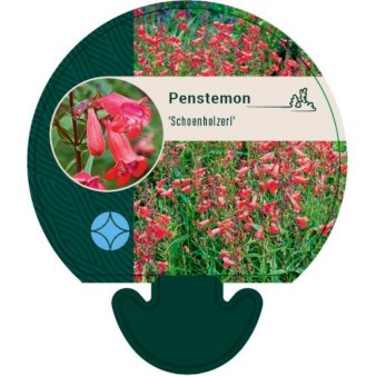 Se Rørblomst ❤ Stort online udvalg i Plantetorvet ❤ Hurtig levering: 1 - 2 Hverdage samt billig fragt - Varenummer: PTT-96021 og barcode / Ean: på lager - Udsalg på Stauder > Rørblomst Spar op til 66% - Over 360 kendte mærker på udsalg