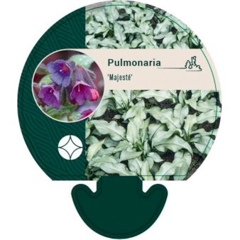 Se Lungeurt ❤ Stort online udvalg i Plantetorvet ❤ Hurtig levering: 1 - 2 Hverdage samt billig fragt - Varenummer: PTT-92588 og barcode / Ean: på lager - Udsalg på Stauder > Lungeurt Spar op til 61% - Over 412 kendte brands på udsalg