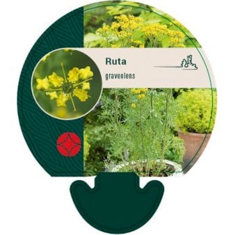 Se Rude ❤ Stort online udvalg i Plantetorvet ❤ Hurtig levering: 1 - 2 Hverdage samt billig fragt - Varenummer: PTT-92601 og barcode / Ean: på lager - Udsalg på Stauder > Rude Spar op til 58% - Over 412 kendte brands på udsalg