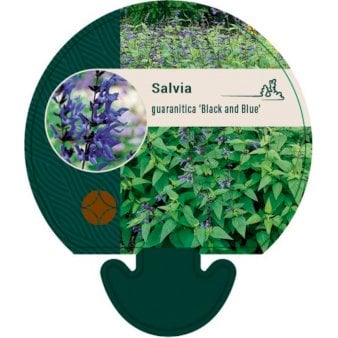 Se Salvie ❤ Stort online udvalg i Plantetorvet ❤ Hurtig levering: 1 - 2 Hverdage samt billig fragt - Varenummer: PTT-92603 og barcode / Ean: på lager - Udsalg på Stauder > Salvie Spar op til 57% - Over 412 kendte brands på udsalg
