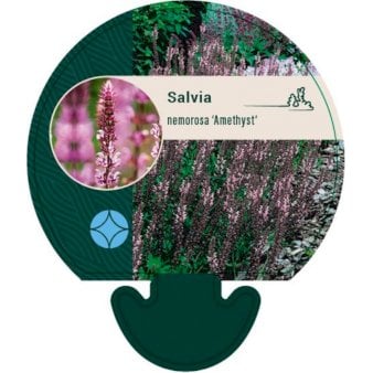 Se Staudesalvie 'Amethyst' ❤ Stort online udvalg i Plantetorvet ❤ Hurtig levering: 1 - 2 Hverdage samt billig fragt - Varenummer: PTT-92604 og barcode / Ean: på lager - Udsalg på Stauder > Salvie Spar op til 56% - Over 412 kendte brands på udsalg