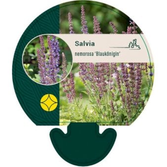 Se Staudesalvie ❤ Stort online udvalg i Plantetorvet ❤ Hurtig levering: 1 - 2 Hverdage samt billig fragt - Varenummer: PTT-92606 og barcode / Ean: på lager - Udsalg på Stauder > Salvie Spar op til 61% - Over 412 kendte brands på udsalg