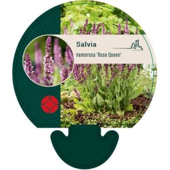 Se Staudesalvie ❤ Stort online udvalg i Plantetorvet ❤ Hurtig levering: 1 - 2 Hverdage samt billig fragt - Varenummer: PTT-92611 og barcode / Ean: på lager - Udsalg på Stauder > Salvie Spar op til 58% - Over 412 kendte brands på udsalg