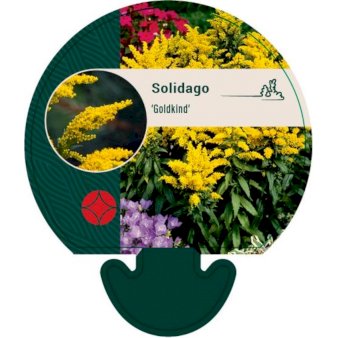 Se Gyldenris ❤ Stort online udvalg i Plantetorvet ❤ Hurtig levering: 1 - 2 Hverdage samt billig fragt - Varenummer: PTT-92910 og barcode / Ean: på lager - Udsalg på Stauder > Gyldenris Spar op til 66% - Over 400 kendte brands på udsalg