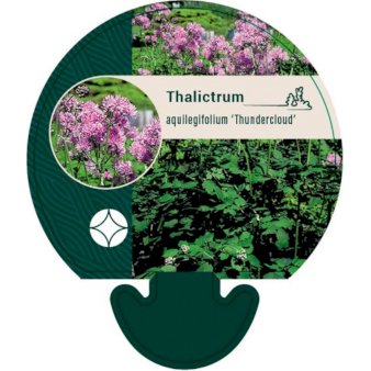 Se Akeleje Frøstjerne 'Thundercloud' ❤ Stort online udvalg i Plantetorvet ❤ Hurtig levering: 1 - 2 Hverdage samt billig fragt - Varenummer: PTT-95711 og barcode / Ean: på lager - Udsalg på Stauder > Frøstjerne Spar op til 52% - Over 400 kendte brands på udsalg