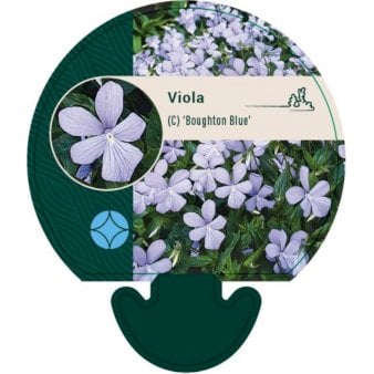 Se Hornviol ❤ Stort online udvalg i Plantetorvet ❤ Hurtig levering: 1 - 2 Hverdage samt billig fragt - Varenummer: PTT-92969 og barcode / Ean: på lager - Udsalg på Stauder > Viol Spar op til 65% - Over 360 kendte mærker på udsalg