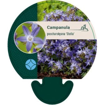 Se Stjerneklokke 'Stella' ❤ Stort online udvalg i Plantetorvet ❤ Hurtig levering: 1 - 2 Hverdage samt billig fragt - Varenummer: PTT-92140 og barcode / Ean: på lager - Udsalg på Stauder > Klokkeblomst Spar op til 62% - Over 412 kendte brands på udsalg