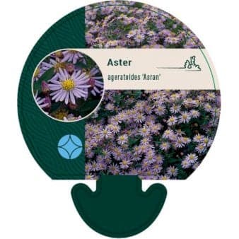 Se Japansk Asters 'Asran' ❤ Stort online udvalg i Plantetorvet ❤ Hurtig levering: 1 - 2 Hverdage samt billig fragt - Varenummer: PTT-92059 og barcode / Ean: på lager - Udsalg på Stauder > Asters Spar op til 58% - Over 324 kendte brands på udsalg