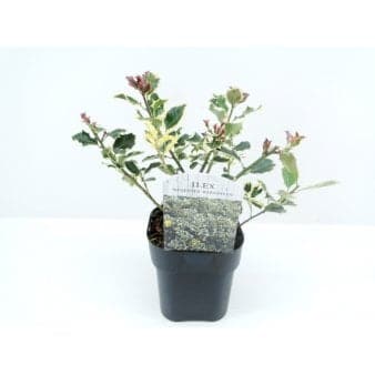 Se Kristtorn 'Argentea Marginata' ❤ Stort online udvalg i Plantetorvet ❤ Hurtig levering: 1 - 2 Hverdage samt billig fragt - Varenummer: PTT-74757 og barcode / Ean: på lager - Udsalg på Prydbuske > kristtorn Spar op til 67% - Over 400 kendte brands på udsalg
