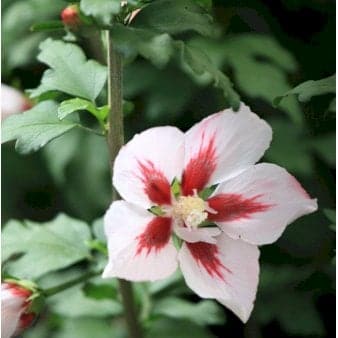 Se 6 stk. Syrisk Rose &