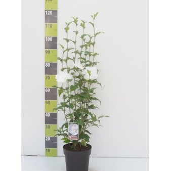 Se Syrisk Rose 'White Chiffon' (R) Potte 4,0 liter,- 50-60 cm. ❤ Stort online udvalg i Plantetorvet ❤ Hurtig levering: 1 - 2 Hverdage samt billig fragt - Varenummer: PTT-96033 og barcode / Ean: på lager - Udsalg på Prydbuske > Syrisk Rose Spar op til 57% - Over 360 kendte mærker på udsalg