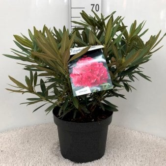 RHODODENDRON &