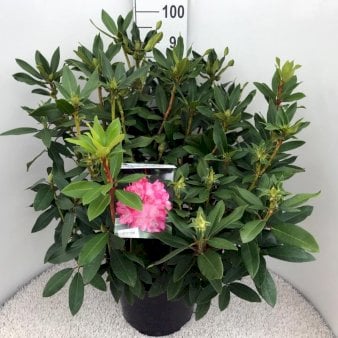 RHODODENDRON &