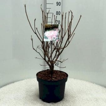 Se RHODODENDRON 'JOULLE MADAME' ❤ Stort online udvalg i Plantetorvet ❤ Hurtig levering: 1 - 2 Hverdage samt billig fragt - Varenummer: PTT-96972 og barcode / Ean: på lager - Udsalg på Rhododendron > Storbladede Hybrider Spar op til 65% - Over 785 kendte brands på udsalg