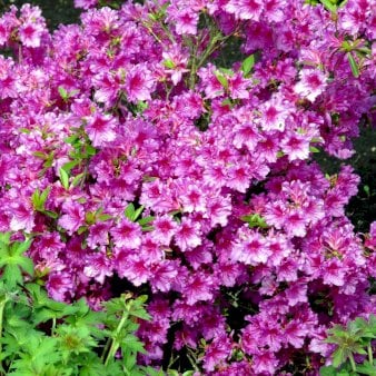 RHODODENDRON &