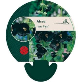 Se Stokrose 'Nigra' ❤ Stort online udvalg i Plantetorvet ❤ Hurtig levering: 1 - 2 Hverdage samt billig fragt - Varenummer: PTT-91999 og barcode / Ean: på lager - Udsalg på Stauder > Stokrose Spar op til 55% - Over 324 kendte brands på udsalg