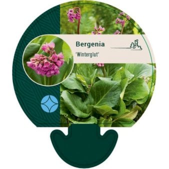 Se 12 stk. Kæmpestenbræk 'Vinterglød' ❤ Stort online udvalg i Plantetorvet ❤ Hurtig levering: 1 - 2 Hverdage samt billig fragt - Varenummer: PTT-91507 og barcode / Ean: på lager - Udsalg på Stauder > Kæmpestenbræk Spar op til 59% - Over 412 kendte brands på udsalg