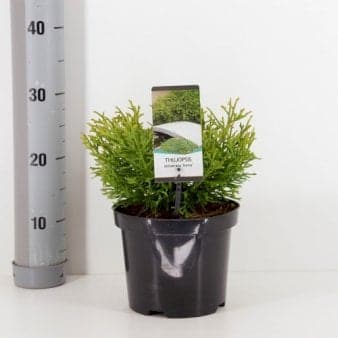 Se Dværg Hønsebenstræ 'Nana' ❤ Stort online udvalg i Plantetorvet ❤ Hurtig levering: 1 - 2 Hverdage samt billig fragt - Varenummer: PTT-79010 og barcode / Ean: på lager - Udsalg på Nåletræer > Hønsebenstræ Spar op til 65% - Over 454 design brands på udsalg