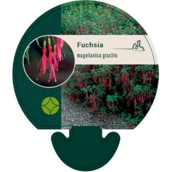 Se Fuchsia Magellanica Var. Gracilis ❤ Stort online udvalg i Plantetorvet ❤ Hurtig levering: 1 - 2 Hverdage samt billig fragt - Varenummer: PTT-94706 og barcode / Ean: på lager - Udsalg på Prydbuske > Fuchsia Spar op til 63% - Over 324 kendte brands på udsalg