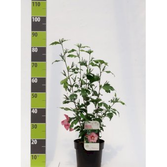 Se Hibiscus Syriacus 'Aphrodite' ❤ Stort online udvalg i Plantetorvet ❤ Hurtig levering: 1 - 2 Hverdage samt billig fragt - Varenummer: PTT-89944 og barcode / Ean: på lager - Udsalg på Prydbuske > Syrisk Rose Spar op til 56% - Over 424 kendte brands på udsalg