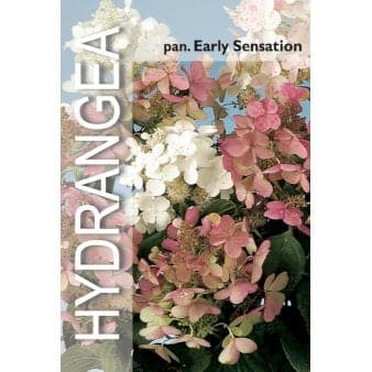 Se Syrén-Hortensia 'Early Sensation' ❤ Stort online udvalg i Plantetorvet ❤ Hurtig levering: 1 - 2 Hverdage samt billig fragt - Varenummer: PTT-75295 og barcode / Ean: på lager - Udsalg på Prydbuske > Hortensia Spar op til 57% - Over 400 kendte brands på udsalg