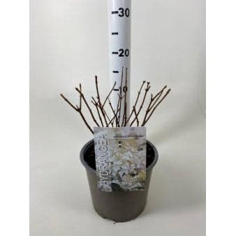 Se Syrén-Hortensia 'Silver Dollar' ❤ Stort online udvalg i Plantetorvet ❤ Hurtig levering: 1 - 2 Hverdage samt billig fragt - Varenummer: PTT-76640 og barcode / Ean: på lager - Udsalg på Prydbuske > Hortensia Spar op til 67% - Over 360 kendte mærker på udsalg