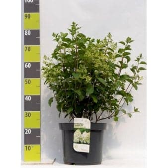 Se Syrén-Hortensia 'Silver Dollar' ❤ Kæmpe udvalg i Plantetorvet ❤ Hurtig levering: 1 - 2 Hverdage samt billig fragt - Varenummer: PTT-89970 og barcode / Ean: på lager - Udsalg på Prydbuske > Hortensia Spar op til 59% - Over 857 kendte brands på udsalg