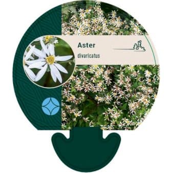 Se Skovasters ❤ Stort online udvalg i Plantetorvet ❤ Hurtig levering: 1 - 2 Hverdage samt billig fragt - Varenummer: PTT-92066 og barcode / Ean: på lager - Udsalg på Stauder > Asters Spar op til 54% - Over 324 kendte brands på udsalg