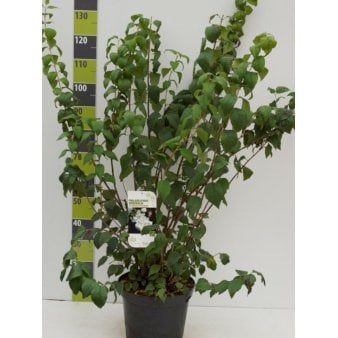 Uægte Jasmin &