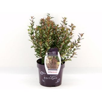 Se Blærespiræa 'Little Devil' ❤ Stort online udvalg i Plantetorvet ❤ Hurtig levering: 1 - 2 Hverdage samt billig fragt - Varenummer: PTT-84266 og barcode / Ean: på lager - Udsalg på Prydbuske > Blærespiræa Spar op til 57% - Over 454 kendte mærker på udsalg