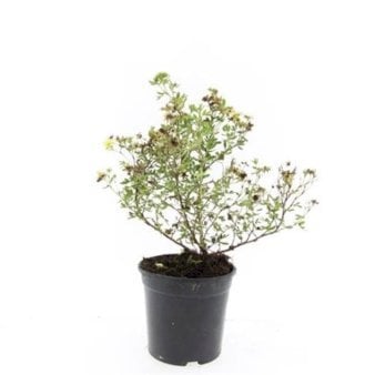 8 stk. Potentilla Fruticosa &