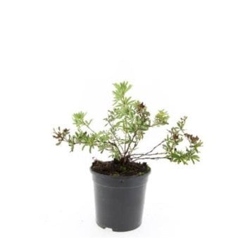 8 stk. Potentilla Fruticosa &