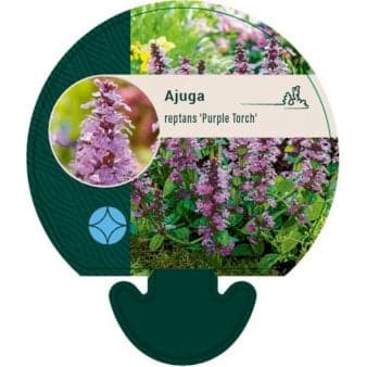 Se Krybende Læbeløs 'Purple Torch' ❤ Stort online udvalg i Plantetorvet ❤ Hurtig levering: 1 - 2 Hverdage samt billig fragt - Varenummer: PTT-94694 og barcode / Ean: på lager - Udsalg på Stauder > Krybende Læbeløs Spar op til 52% - Over 324 kendte brands på udsalg