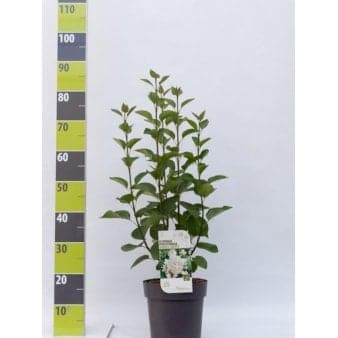 Se Preston Syren &