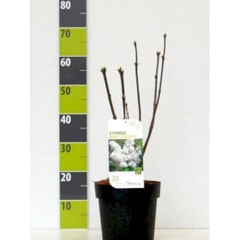 Se Syringa Vulgaris 'Monique Lemoine' ❤ Stort online udvalg i Plantetorvet ❤ Hurtig levering: 1 - 2 Hverdage samt billig fragt - Varenummer: PTT-90079 og barcode / Ean: på lager - Udsalg på Prydbuske > Syren Spar op til 53% - Over 324 kendte brands på udsalg