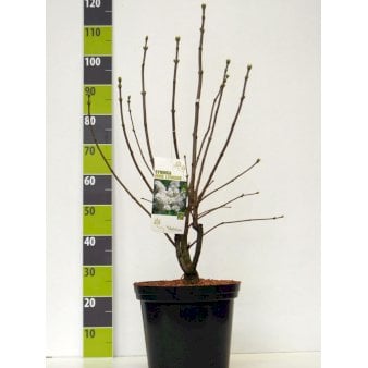 Syringa Vulgaris &