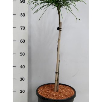 Trådthuja &
