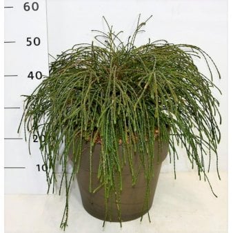 Trådthuja &