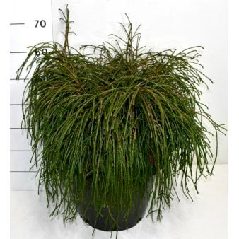 Trådthuja &