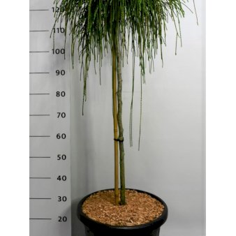 Trådthuja &