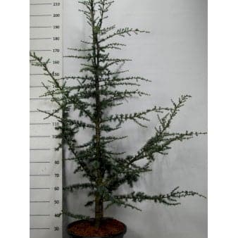 Se Libanon Ceder 'Glauca' ❤ Stort online udvalg i Plantetorvet ❤ Hurtig levering: 1 - 2 Hverdage samt billig fragt - Varenummer: PTT-90453 og barcode / Ean: på lager - Udsalg på Nåletræer > Ceder Spar op til 64% - Over 324 kendte brands på udsalg