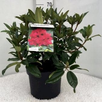 Se RHODODENDRON 'MARIE FORTE' ❤ Stort online udvalg i Plantetorvet ❤ Hurtig levering: 1 - 2 Hverdage samt billig fragt - Varenummer: PTT-81281 og barcode / Ean: på lager - Udsalg på Rhododendron > Storbladede Hybrider Spar op til 52% - Over 322 kendte brands på udsalg