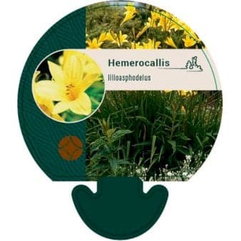Se Daglilje ❤ Kæmpe udvalg i Plantetorvet ❤ Hurtig levering: 1 - 2 Hverdage samt billig fragt - Varenummer: PTT-92875 og barcode / Ean: på lager - Udsalg på Stauder > Daglilje Spar op til 51% - Over 857 kendte brands på udsalg