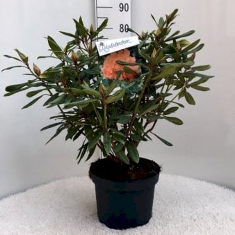 Rhododendron &