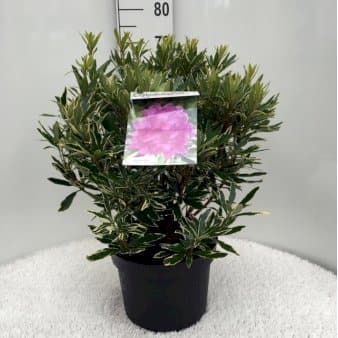 Se RHODODENDRON 'VARIEGATUM' ❤ Stort online udvalg i Plantetorvet ❤ Hurtig levering: 1 - 2 Hverdage samt billig fragt - Varenummer: PTT-81291 og barcode / Ean: på lager - Udsalg på Rhododendron > Storbladede Hybrider Spar op til 56% - Over 350 kendte brands på udsalg